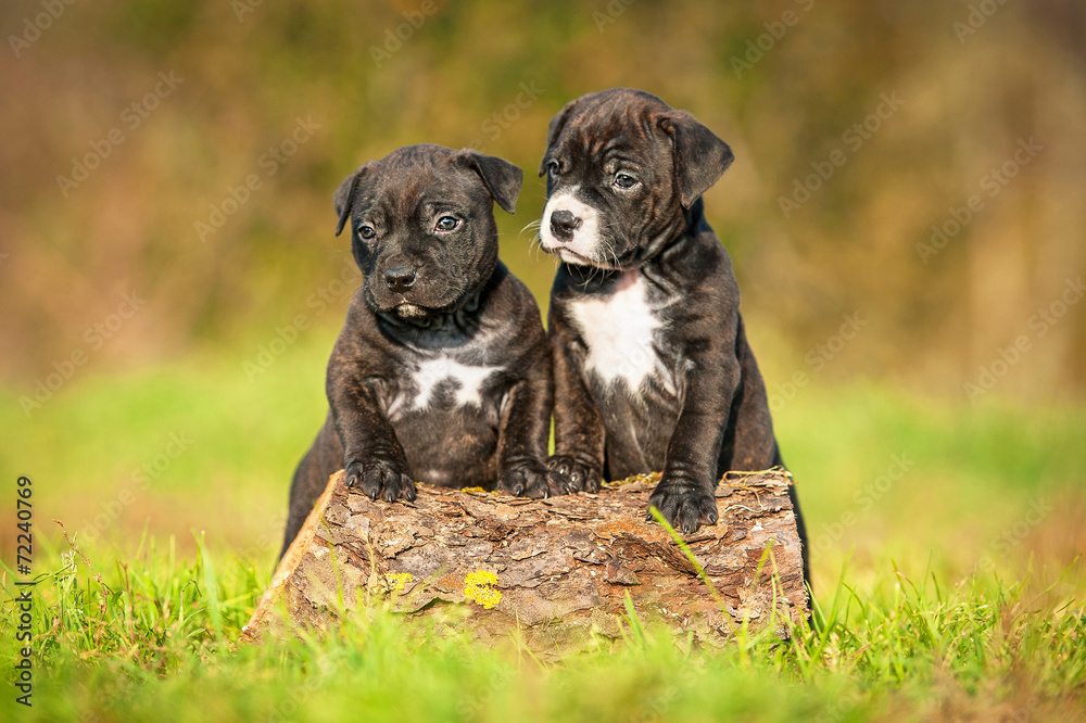 American staffordshire terrier puppies in the yard