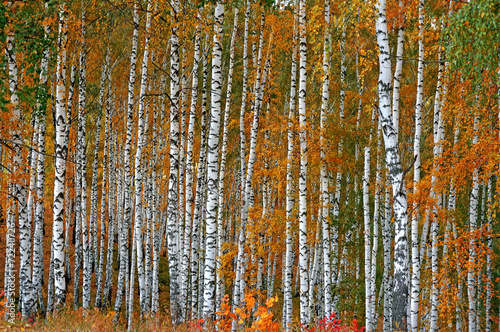 Autumn birch grove as a background