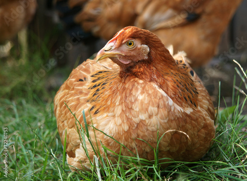 Hen is on a green grass