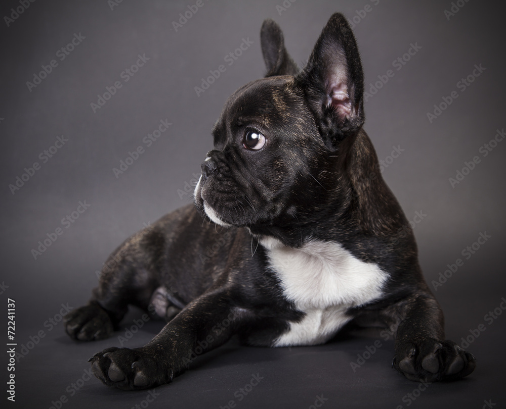 small dog french bulldog