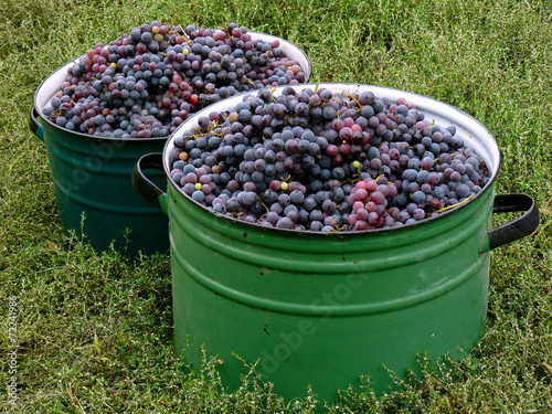 large pots full of fresh harvested grapes