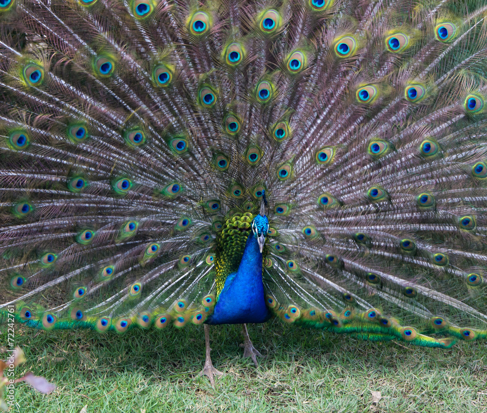 Obraz premium Peacock