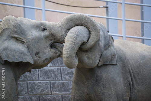 elephant