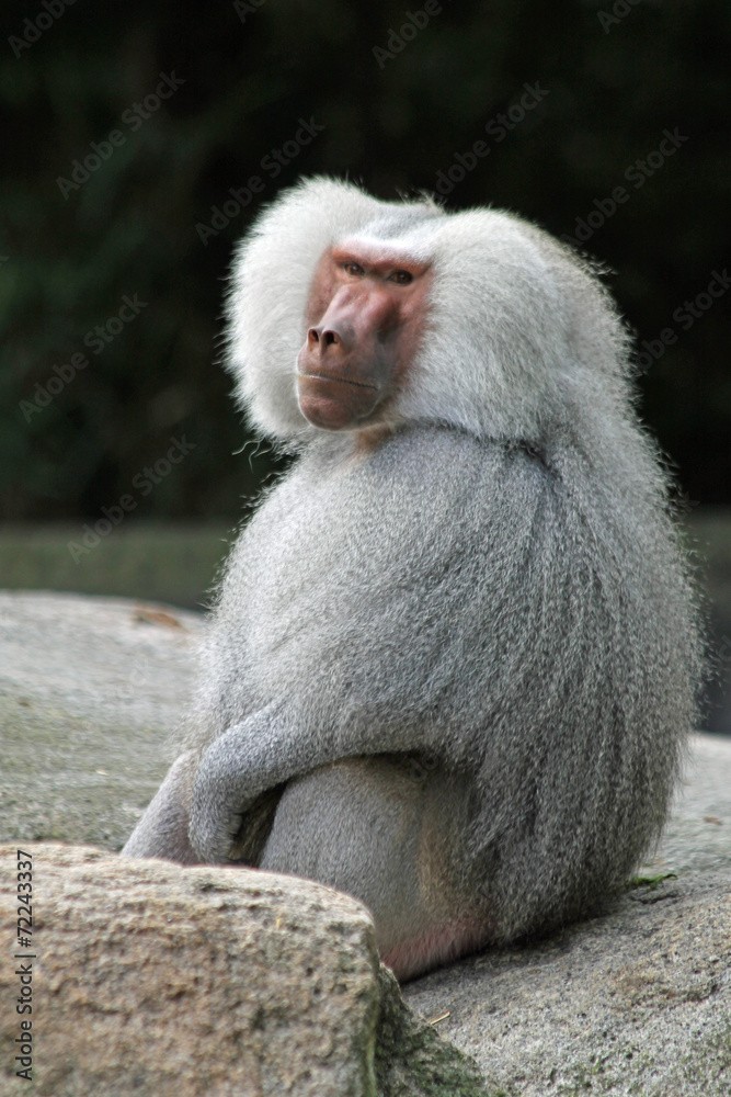 TIERE_2040_Affe_Mantelpavian TIERE_2040_Affe_Mantelpavian