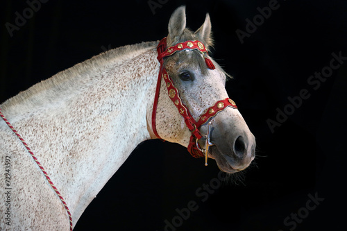 Fleabitten grey  thoroughbred horse portrait photo