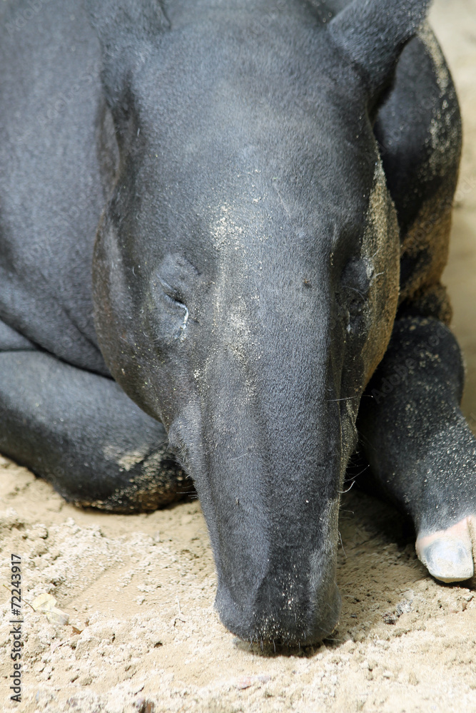 Fototapeta premium TIERE_2054_Schabrackentapir