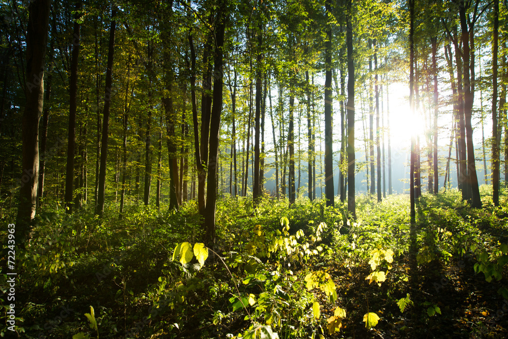 Fototapeta premium forest