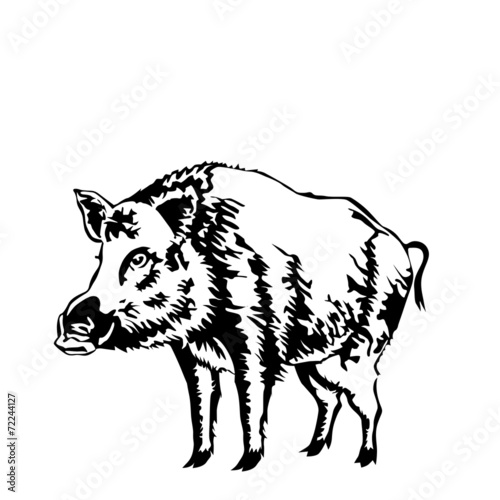 black and white boar vector illustration