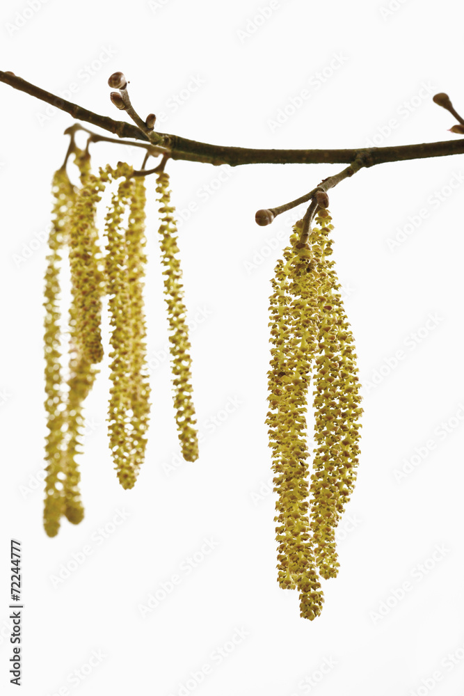 Naklejka premium Hazel Kätzchen (Corylus avellana ) close-up