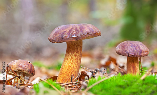 Three autumnal mushrooms in forest.
