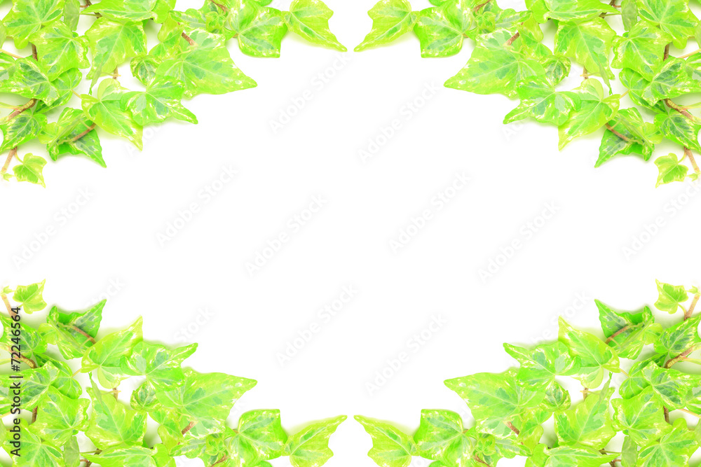 ivy ivy