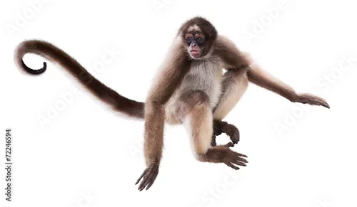 Obraz długowłosa pająk