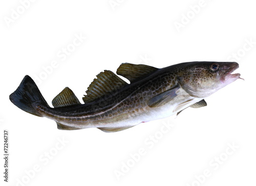 codfish photo