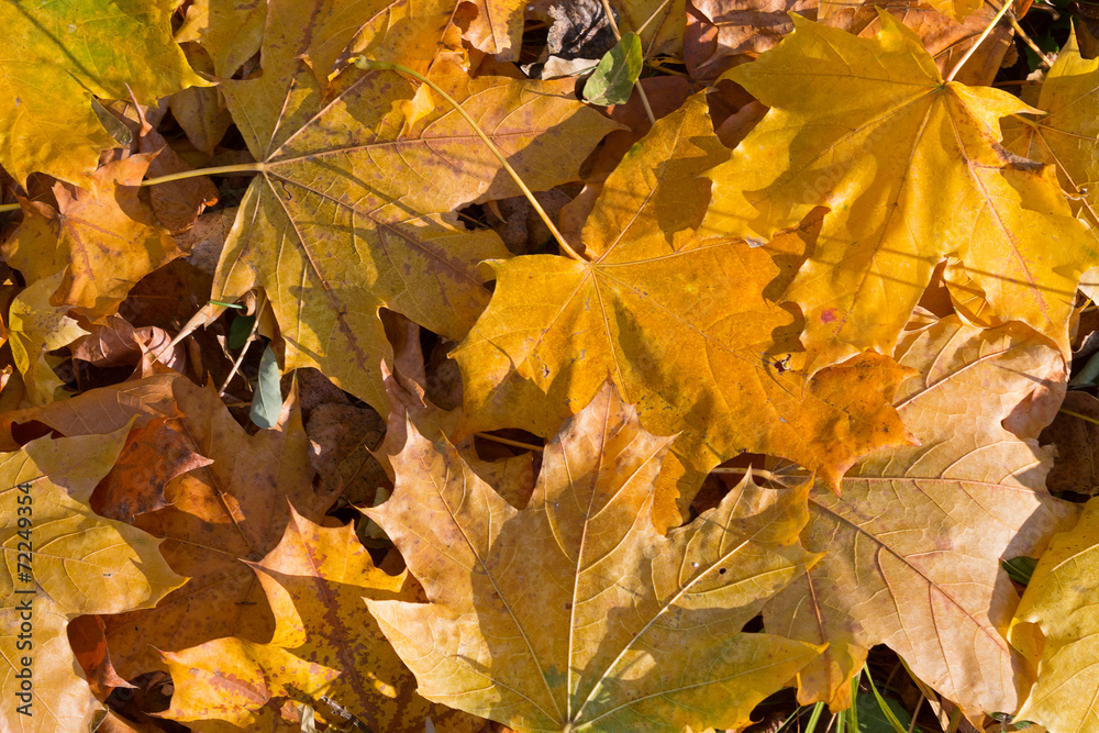 background of the fallen yellow maple leaves