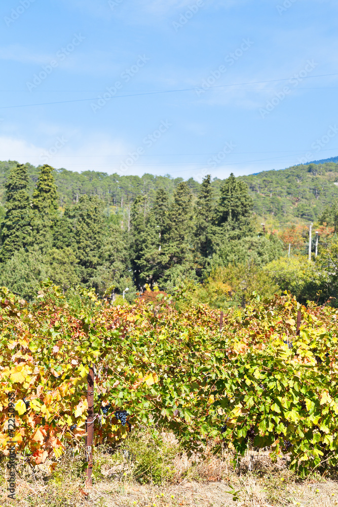 vineyard on hill slope in Massandra region