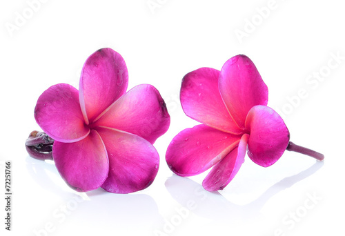 Frangipani flower isolated on white background