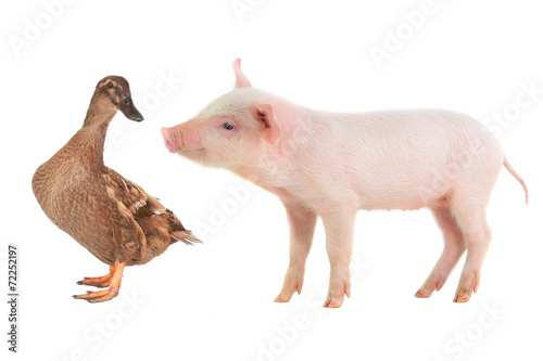 pig and duck