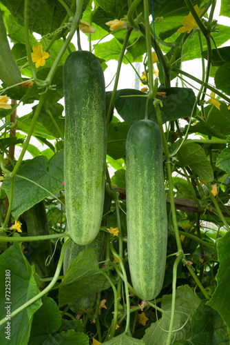 Cucumber crop