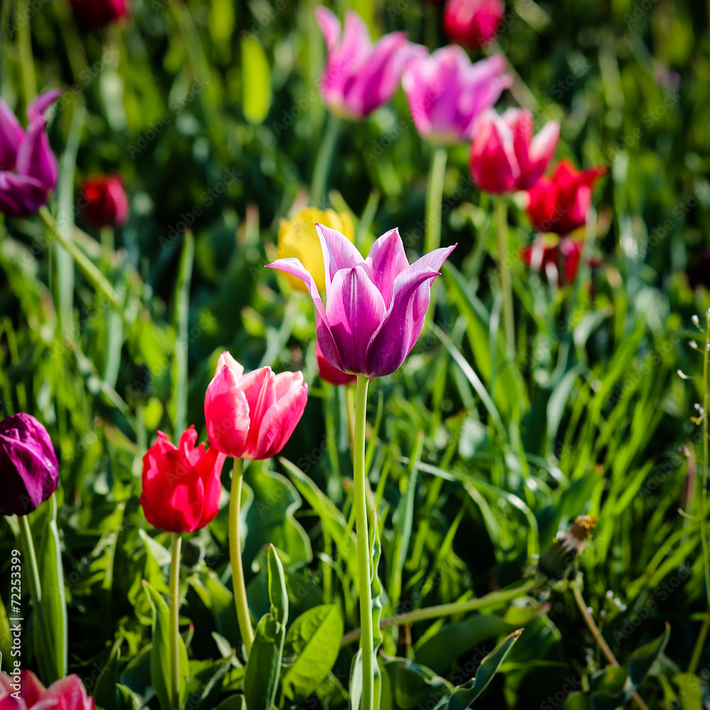 Obraz premium Tulips
