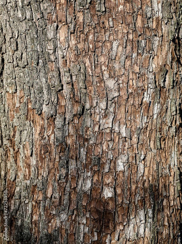 Wallpaper Mural Bark Torontodigital.ca