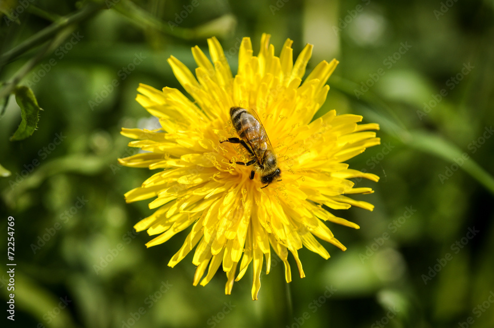 Bee Bee