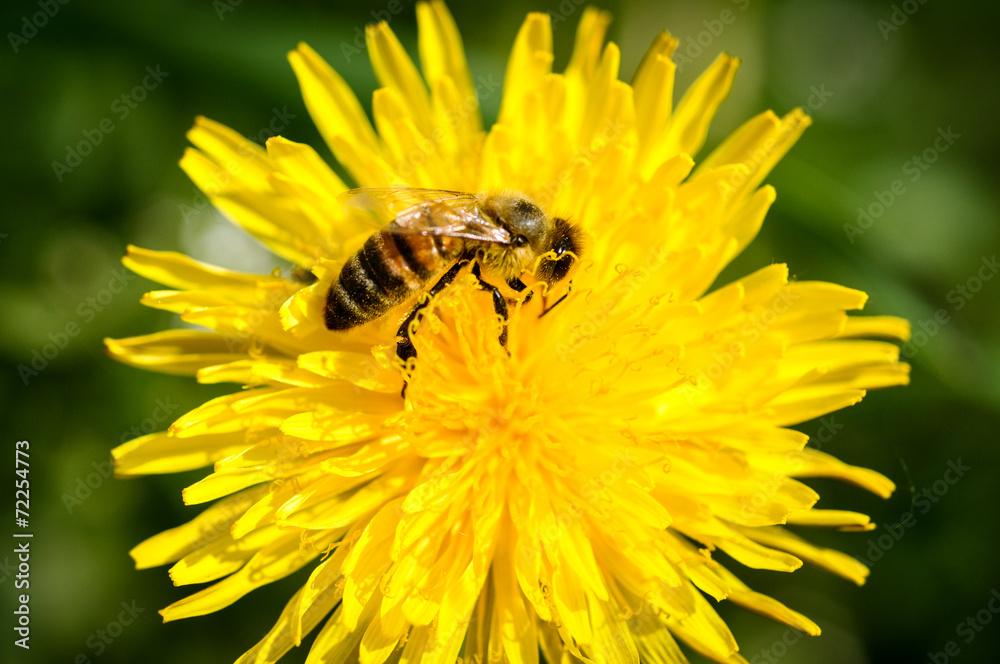 Bee