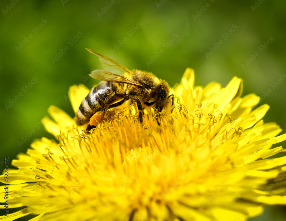 Bee