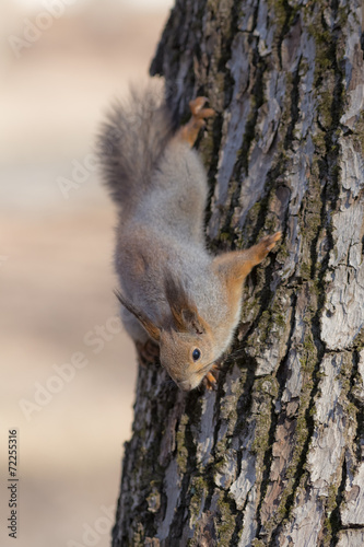 squirrel goes down © Maslov Dmitry