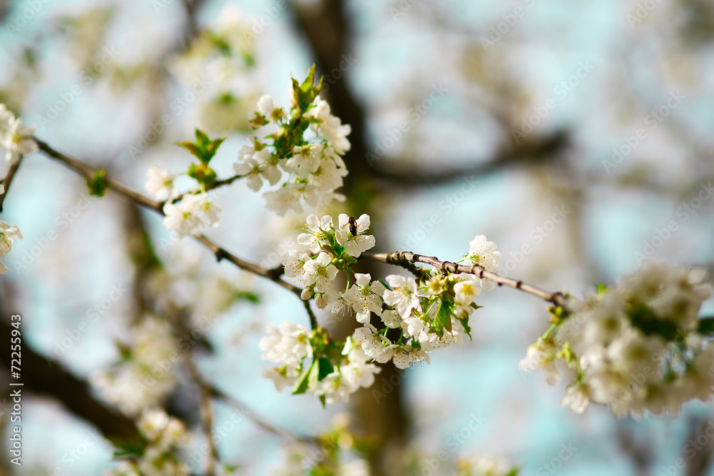 Cherry flowers