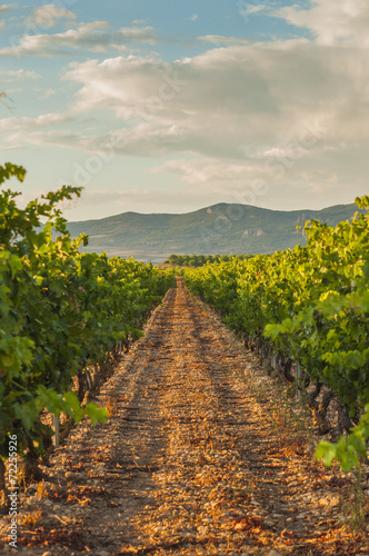 Sunset in the vineyards. La Rioja, Spain