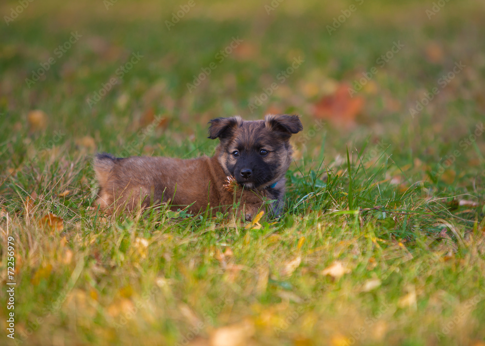 cute puppy dog in grass