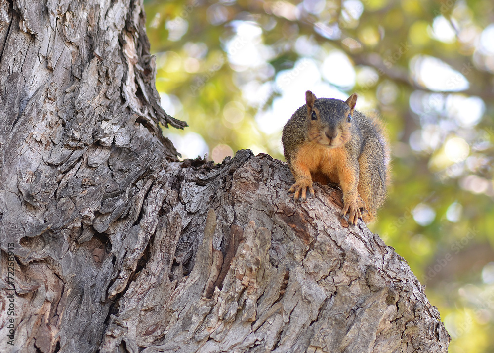 Obraz premium Squirrel in Tree