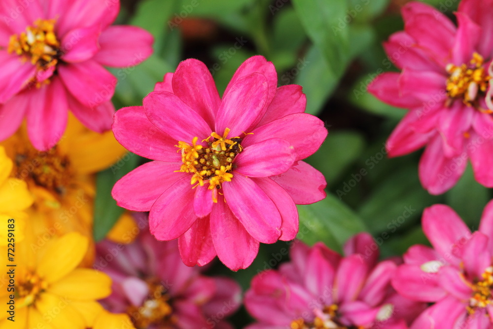 flower