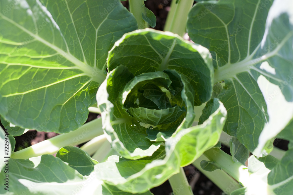 Brassica oleracea also known as brussels sprouts Brassica oleracea also known as brussels sprouts