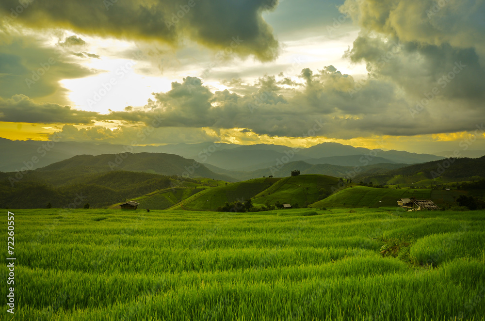 Terraced Rice Field in Chiangmai, Thailand