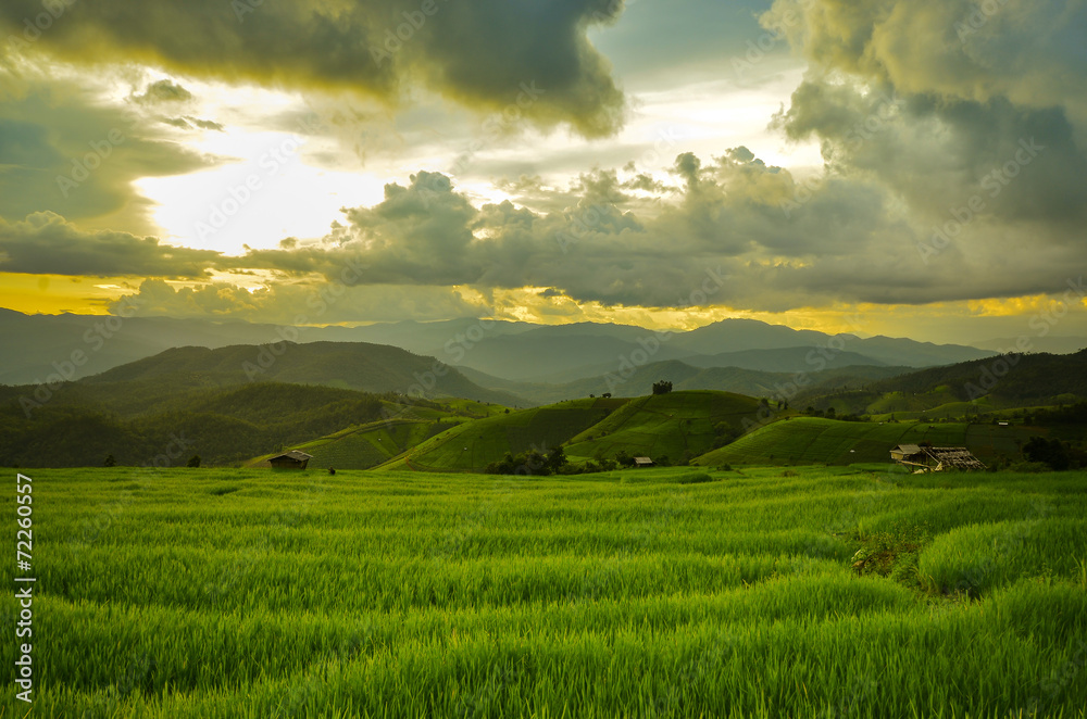 Fototapeta premium Terraced Rice Field in Chiangmai, Thailand