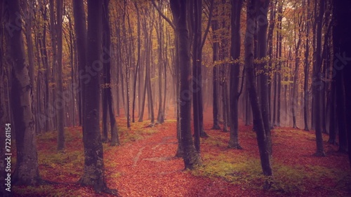 Foggy and mystic atmosphere during autumn in the forest