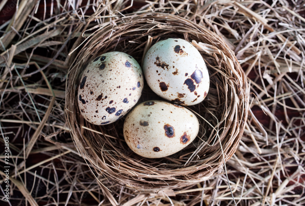 Obraz premium quail eggs