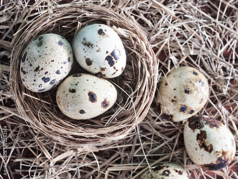 Obraz premium quail eggs