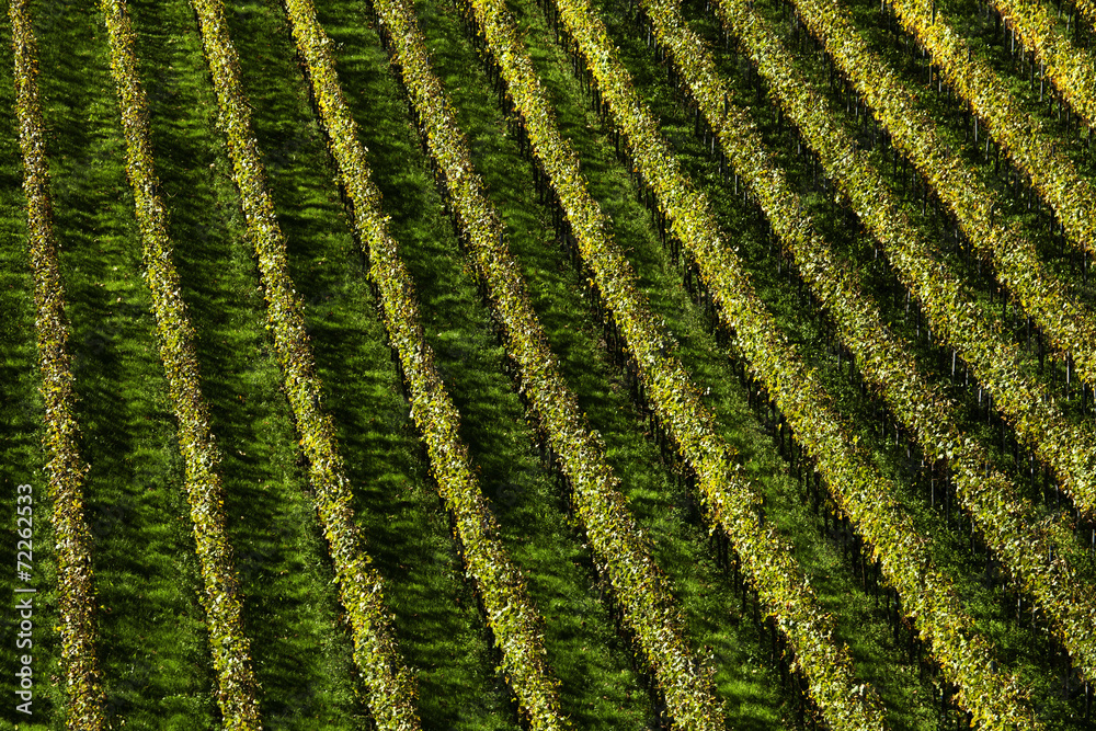 Rebzeilen im Kaiserstuhl Rebzeilen im Kaiserstuhl