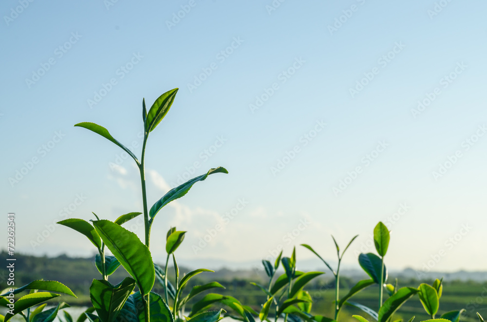 leaf of green tea in farm