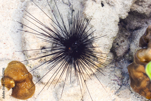 Black sea urchin (Arbacia lixula) on the sea floor