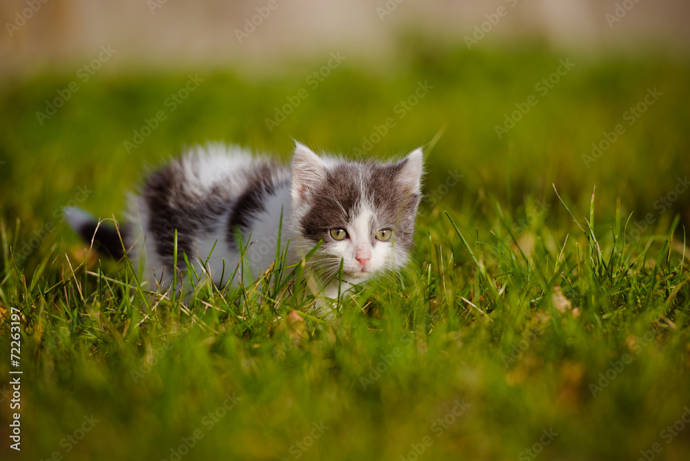 scared little kitten in the grass