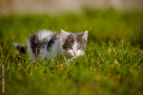 scared little kitten in the grass