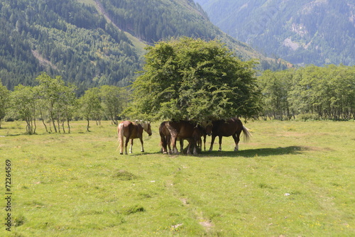 Wilde Pferde unter ihrem Baum
