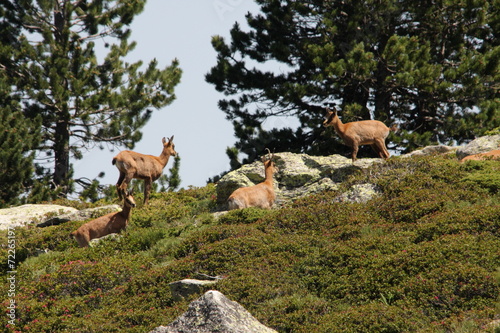 Chamois des pyrénées ou isard (Rupicapra pyrenaica)