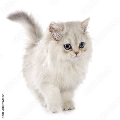 Fototapeta Naklejka Na Ścianę i Meble -  persian kitten