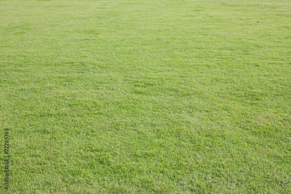 yard yard
