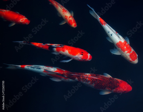 Koi Carps Fish Japanese swimming