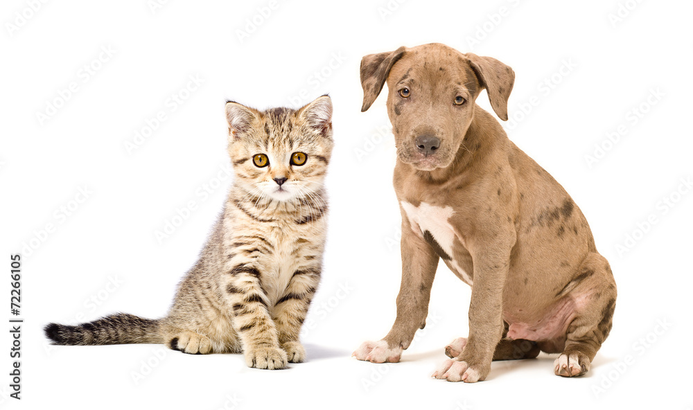 Obraz premium Pitbull puppy and kitten Scottish Straight